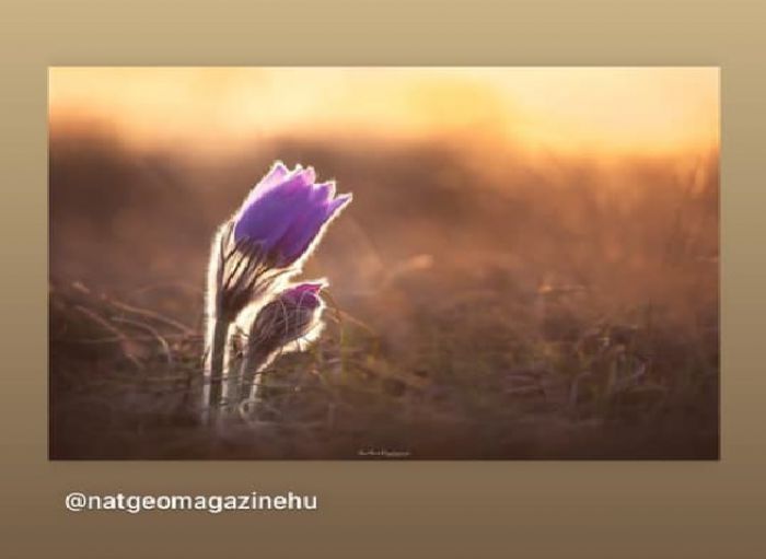 A leány kökörcsinekről készült képem a National Geographic Hungary instagram oldalán